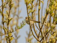Phylloscopus collybita 127, Tjiftjaf, adult, male, Saxifraga-Theo Verstrael