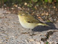 Phylloscopus collybita 13, Tjiftjaf, Saxifraga-Bart Vastenhouw