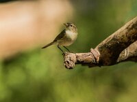 Phylloscopus collybita 130, Tjiftjaf, adult, male, Saxifraga-Theo Verstrael