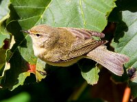 Phylloscopus collybita 16, Tjiftjaf, Saxifraga-Bart Vastenhouw