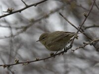 Phylloscopus collybita 3, Tjiftjaf, Saxifraga-Luc Hoogenstein