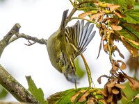 Phylloscopus inornatus 11, Bladkoning, Saxifraga-Bart Vastenhouw