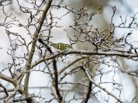 Phylloscopus proregulus 4, Pallas boszanger, adult, Saxifraga-Theo Verstrael
