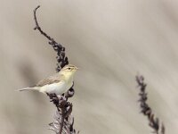 Phylloscopus trochilus 10, Fitis, Saxifraga-Mark Zekhuis