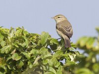 Phylloscopus trochilus 13, Fitis, Saxifraga-Mark Zekhuis