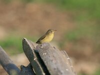 Phylloscopus trochilus 15, Fitis, Saxifraga-Dirk Hilbers
