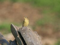 Phylloscopus trochilus 16, Fitis, Saxifraga-Dirk Hilbers