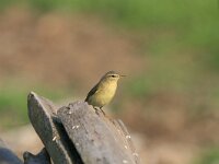 Phylloscopus trochilus 17, Fitis, Saxifraga-Dirk Hilbers