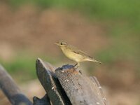 Phylloscopus trochilus 19, Fitis, Saxifraga-Dirk Hilbers
