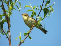 Phylloscopus trochilus 4, Fitis, Saxifraga-Jan van der Straaten