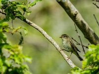 Phylloscopus trochilus 68, Fitis, adult, Saxifraga-Theo Verstrael
