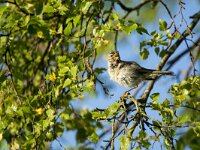 Phylloscopus trochilus 74, Fitis, adult, Saxifraga-Theo Verstrael