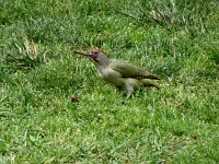 Picus sharpei 5, Iberische groene specht, adult, Saxifraga-Theo Verstrael