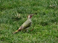Picus sharpei 7, Iberische groene specht, adult, Saxifraga-Theo Verstrael