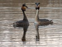 Podiceps cristatus  Baltsende futen in Arkemheenpolder : Podiceps cristatus