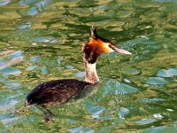 Podiceps cristatus 158, Fuut, Saxifraga-Bart Vastenhouw