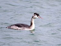 Podiceps cristatus 159, Fuut, Saxifraga-Bart Vastenhouw