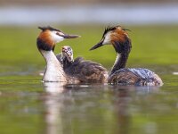 Pair Great crested grebe swimming with chicks  Pair of Great crested grebe (Podiceps cristatus) female swimming with chicks on back. This is a water bird noted for its elaborate mating display. : Netherlands, animal, aquatic, background, beak, bird, chick, concept, couple, crested, cristatus, cute, europe, fauna, feather, feeling, female, fish, fowl, fresh, great, grebe, green, happiness, happy, idyllic, juvenile, lake, natural, nature, optimistic, ornithology, outdoor, parent, parenthood, peaceful, podiceps, pond, positive, reflection, river, small, spring, swim, water, waterbird, waterfowl, wild, wildlife, young