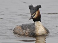 Fuut #46463 : Podiceps cristatus, Fuut, Great Crested Grebe
