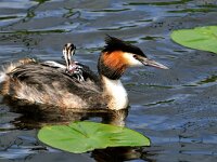 Podiceps cristatus 19, Fuut, Saxifraga-Piet Munsterman