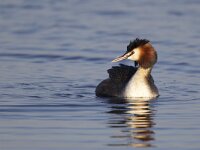 Podiceps cristatus 20, Fuut, Saxifraga-Luc Hoogenstein