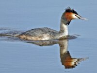 Fuut #05785 : Podiceps cristatus, Great Crested Grebe, Fuut