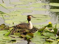 Podiceps cristatus 26, Fuut, Saxifraga-Harry van Oosterhout : vogel, Reeuwijkse plassen, natuurgebied, water, fuut