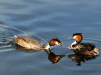 Podiceps cristatus 27, Fuut, Saxifraga-Piet Munsterman