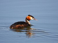 Podiceps cristatus 30, Fuut, Saxifraga-Bart Vastenhouw