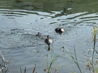 Podiceps cristatus 44, Fuut, Saxifraga-Annemiek Bouwman