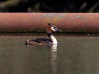 Podiceps cristatus 67, Fuut, Saxifraga-Bart Vastenhouw