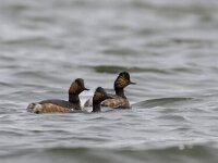 Podiceps nigricollis 13, Geoorde fuut, Saxifraga-Mark Zekhuis