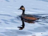 Podiceps nigricollis 47, Geoorde fuut, adult, Saxifraga-Theo Verstrael