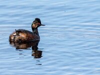 Podiceps nigricollis 50, Geoorde fuut, adult, Saxifraga-Theo Verstrael