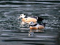 Polysticta stelleri 16, Stellers eider, Saxifraga-Bart Vastenhouw