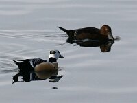 Polysticta stelleri 21, Stellers eider, Saxifraga-Bart Vastenhouw