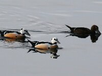 Polysticta stelleri 25, Stellers eider, Saxifraga-Bart Vastenhouw