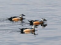 Polysticta stelleri 31, Stellers eider, Saxifraga-Bart Vastenhouw