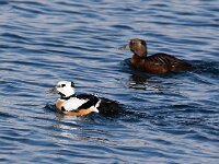 Polysticta stelleri 42, Stellers eider, Saxifraga-Bart Vastenhouw