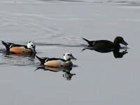 Polysticta stelleri 43, Stellers eider, Saxifraga-Bart Vastenhouw