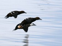 Polysticta stelleri 8, Stellers eider, Saxifraga-Bart Vastenhouw