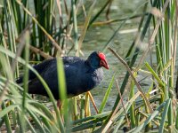 Porphyrio porphyrio 19, Purperkoet, adult, Saxifraga-Theo Verstrael