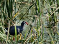 Porphyrio porphyrio 20, Purperkoet, adult, Saxifraga-Theo Verstrael