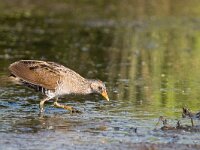 Porzana porzana 7, Porseleinhoen, Saxifraga-Gerard de Jong : Bird, Groene jonker, Maand, Plaats, Porseleinhoen, Porzana porzana, Vogel, juli