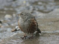 Prunella collaris 10, Alpenheggenmus, Saxifraga-Theo Verstrael