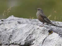 Prunella collaris 2, Alpenheggenmus, Saxifraga-Mark Zekhuis