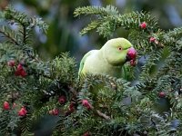 Psittacula krameri 34, Halsbandparkiet, Saxifraga-Bart Vastenhouw