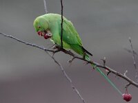 Psittacula krameri 38, Halsbandparkiet, Saxifraga-Luc Hoogenstein