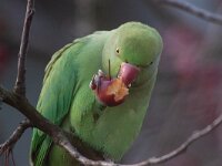 Psittacula krameri 39, Halsbandparkiet, Saxifraga-Luc Hoogenstein