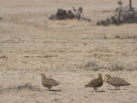 Pterocles alchata 2, Witbuikzandhoen, Saxifraga-Rob Felix